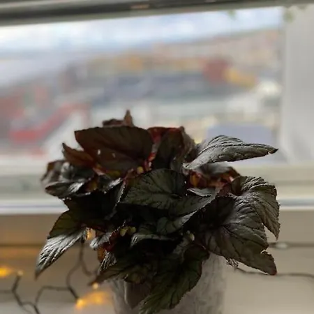 Nokia-areenan Naekoealayksioe דירה טמפרה